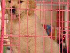 重庆喜喜宠物狗