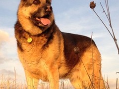 大连巴吉度犬