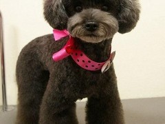 南昌德国宾莎犬