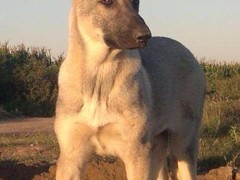 郓州犬舍