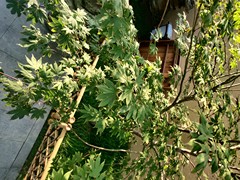 沈阳别墅庭院设计施工