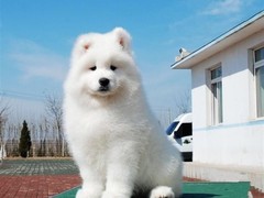 泉州粗毛柯利犬