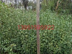 东海商行