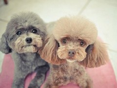 金华比利时特伏丹犬