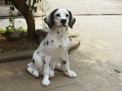 宿迁迷你贝吉格里芬凡丁犬