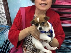 上海普陀区宠物救助领养收养收容中心