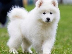 爱宠乐犬舍