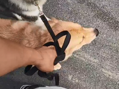 嘉兴训犬学校