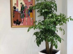 广州成茂园林绿化工程有限公司