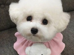 银川小型葡萄牙波登可犬