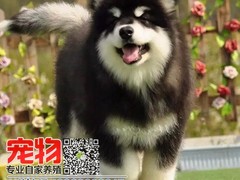 广东宠物养殖