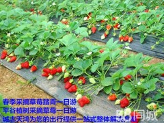 诚志天鸿