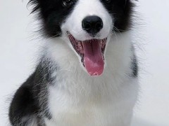 益帆边境犬舍