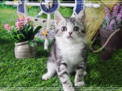 歆瑶猫舍