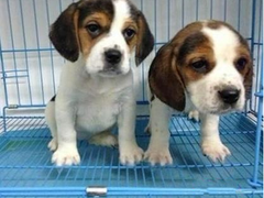 广东真顺犬业