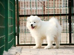 爱宠乐犬舍