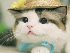 长沙东方猫领养