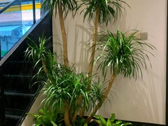 上海园艺