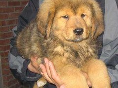 信达犬业