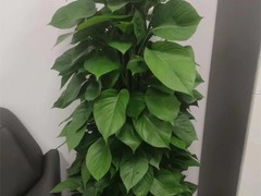 上海林航绿化工程有限公司