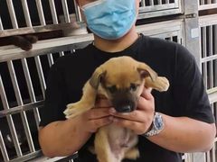 上海市小动物救助领养站