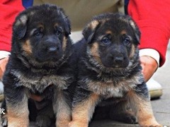 信达猎犬专业养殖基地