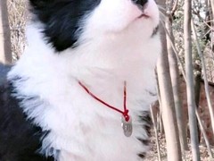 益帆边境犬舍