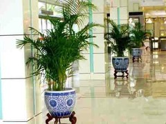 苏州绿植租赁