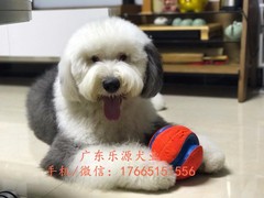 广东退伍兵犬舍