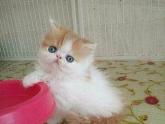 欣妍猫舍