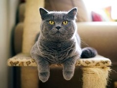 烟台波斯猫价格