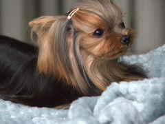 大连芬兰拉普猎犬