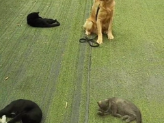 嘉兴训犬学校