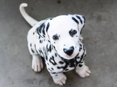 银川小型葡萄牙波登可犬