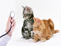 兰州宠物猫医院