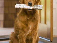 镇江训犬基地