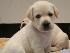 安安犬舍