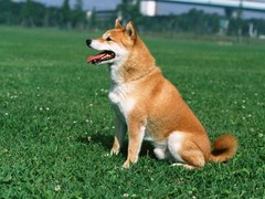 嘉兴弗莱特寻回犬