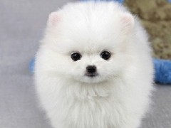 小城名宠