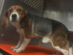 厦门法斗犬价格