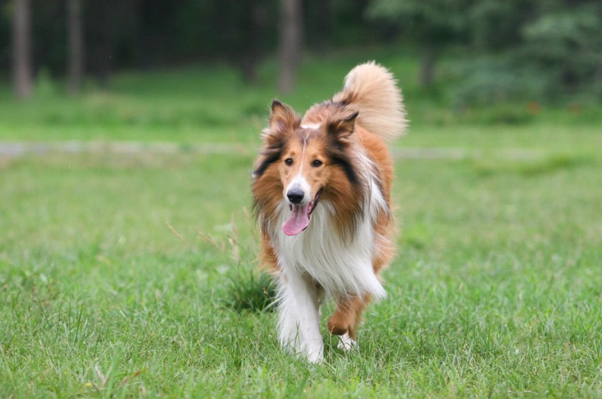 犬舍繁殖基地