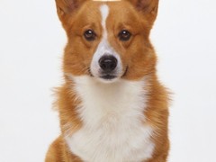 南昌比利时马林诺斯犬