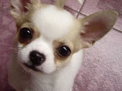 犬舍繁殖基地