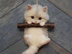 大连宠物标本制作