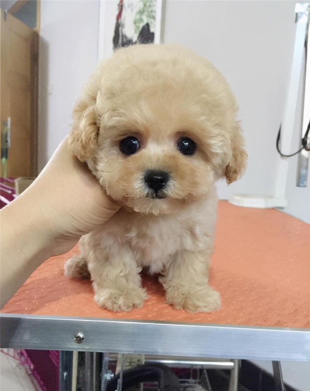 犬舍繁殖基地
