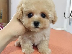郑州大瑞士山地犬