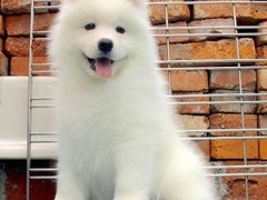 鲁豫犬业