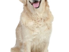 东莞田野小猎犬