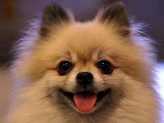 常德布列塔尼犬