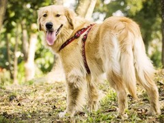 旺旺名犬